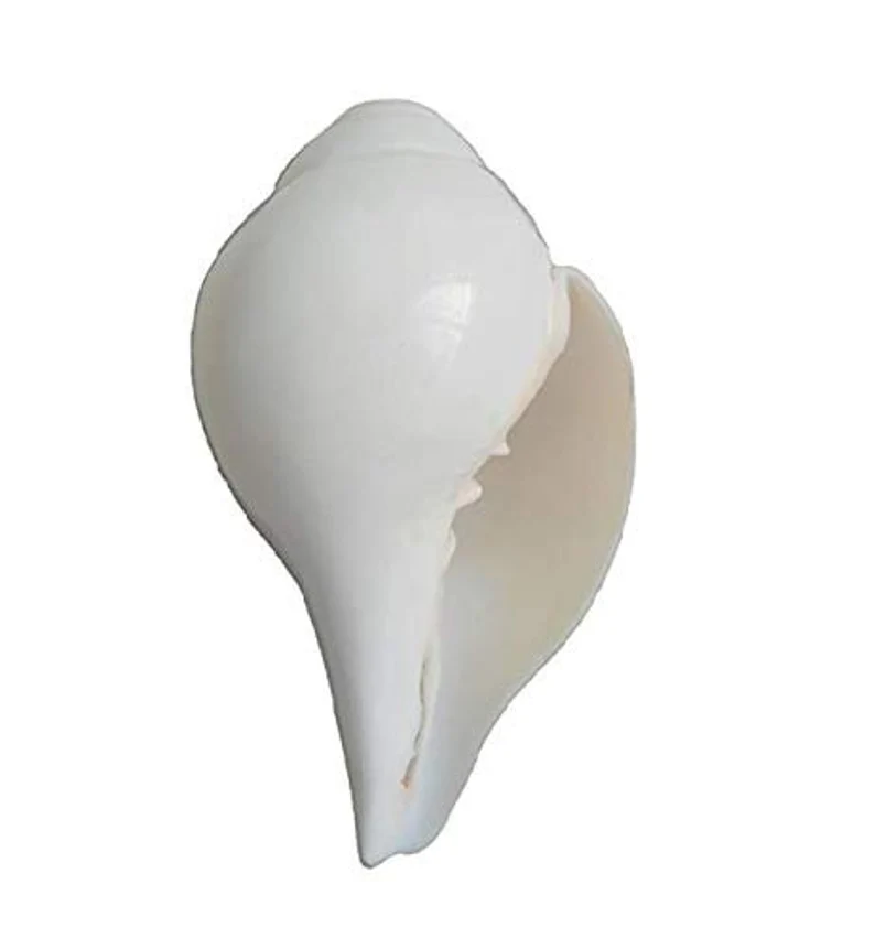 Natural White Puja Blowing Shankh | Loud Sound Conch Shell (4–10 Inch)